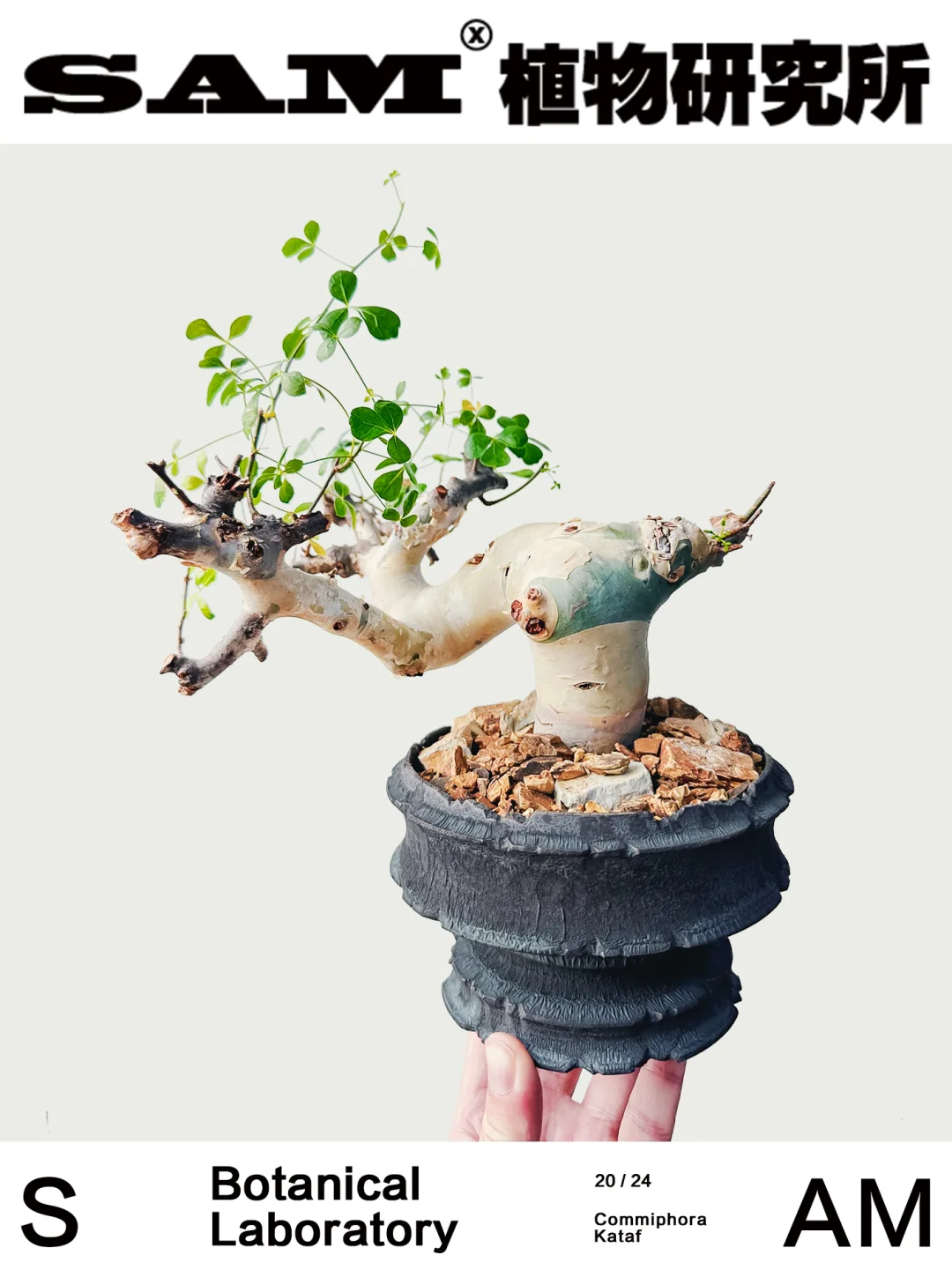 正白皮卡塔夫｜Commiphora Kataf