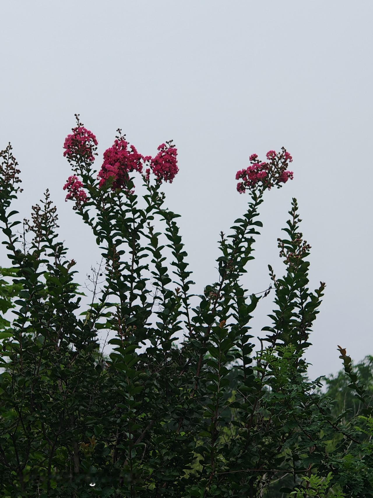 花开如梦，静待时光。北京朝阳坝河金盏淀公园里花花草草
