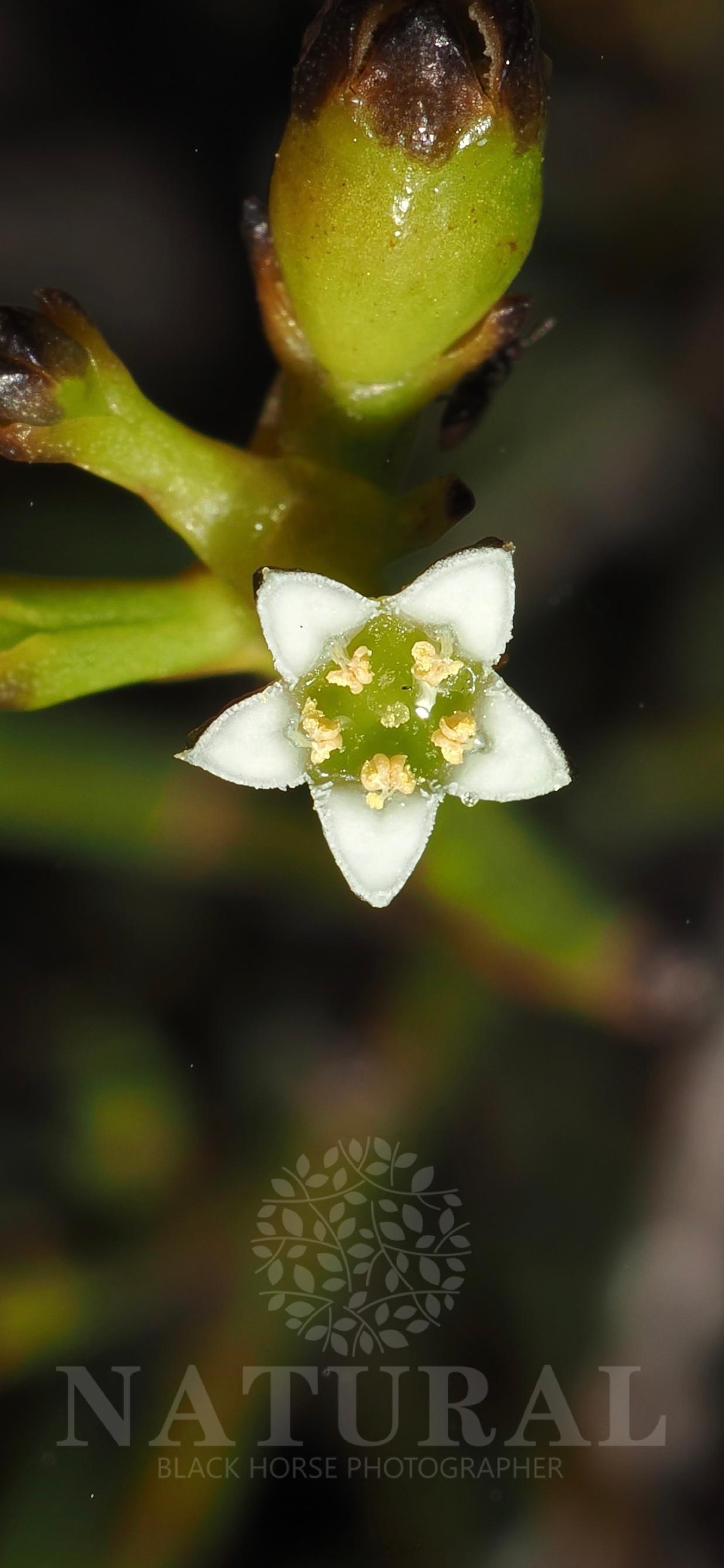 拟枝百蕊草 Thesium pseudovirgatum  檀香科 百蕊草属 ​