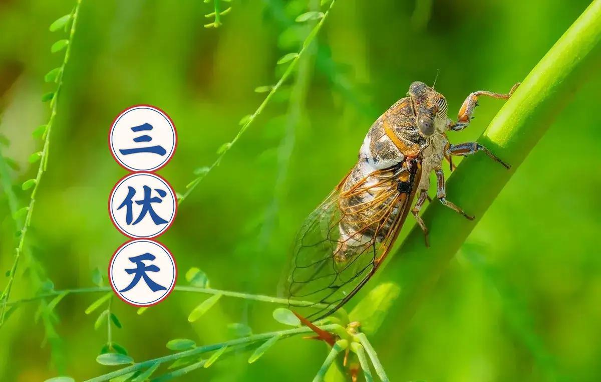 提前通知一下，
大家好有个心理准备。
今天是8月25号，已经正式出伏第2天了。