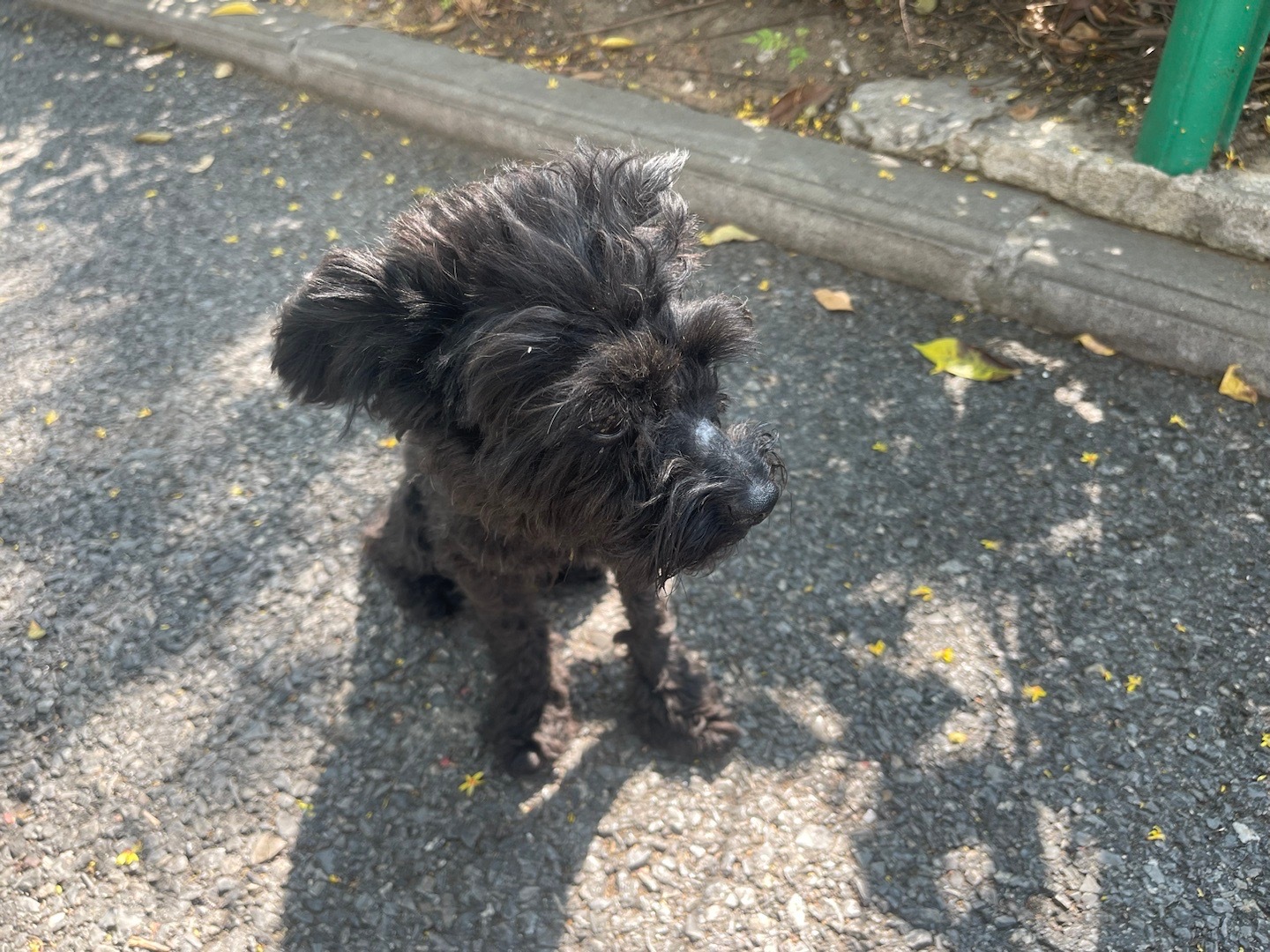 早晨上班路上遇到小黑活蹦乱跳的个我一起买早餐最近在减肥，买的两个馒头丢了一小块给