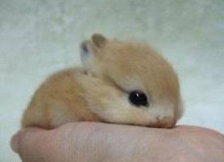 掌上萌兔(ˊo̴̶̷̤ε o̴̶̷̤ˋ) 