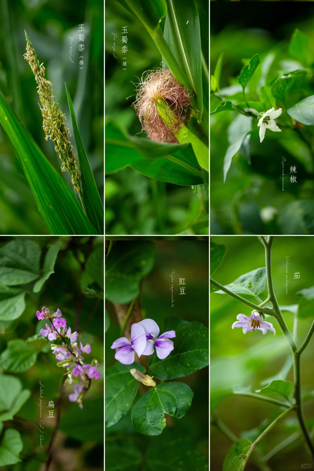 菜园里的花|夏季