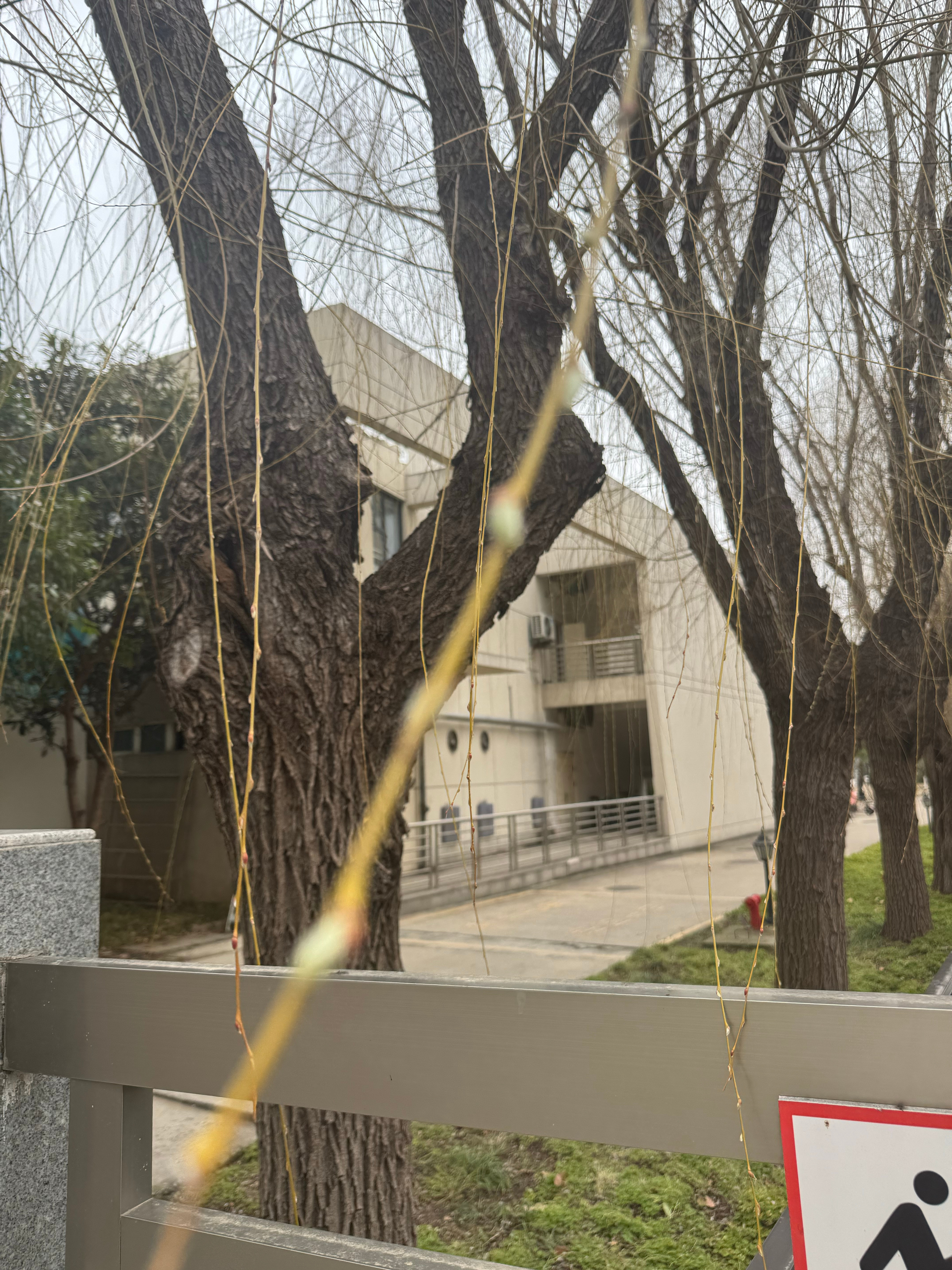 柳条就这样一天一个样 