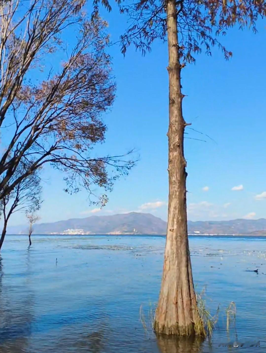 半池荷盖半池倾，
万柄莲腮万柄惊。 
浪卷红云香欲散，
舟横白雨晚初晴。
江湖此