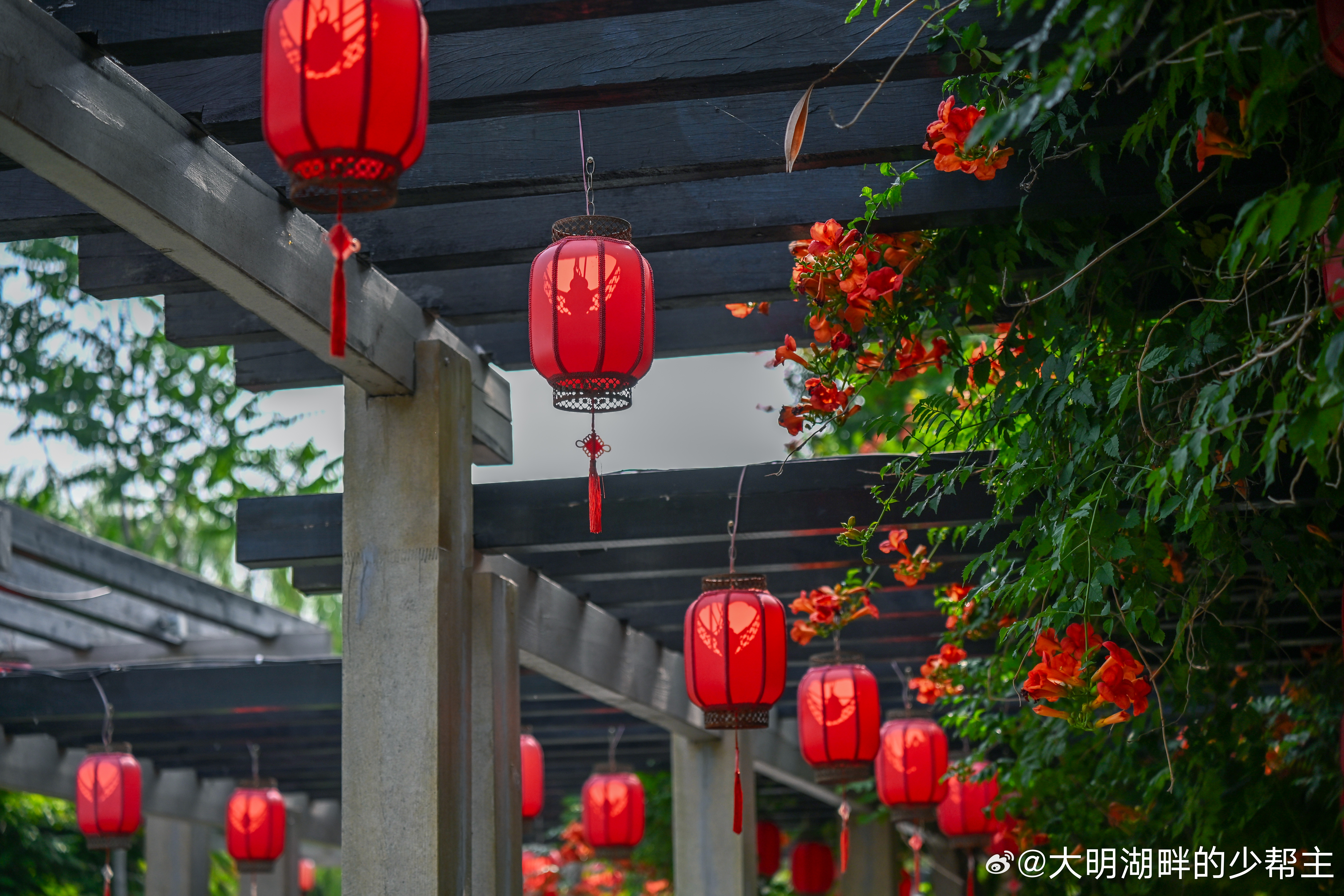 进入小满时节，济南百花洲一朵朵美丽的凌霄花在夏日里竞相绽放，如小喇叭一样娇美动人