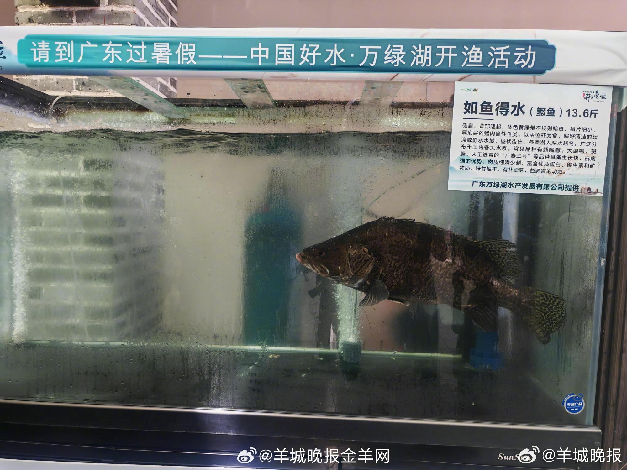 #粤赛粤鲜 我家招牌菜# 【深读河源 | “湖泊+”赋能下，万绿“五福鱼”游出产