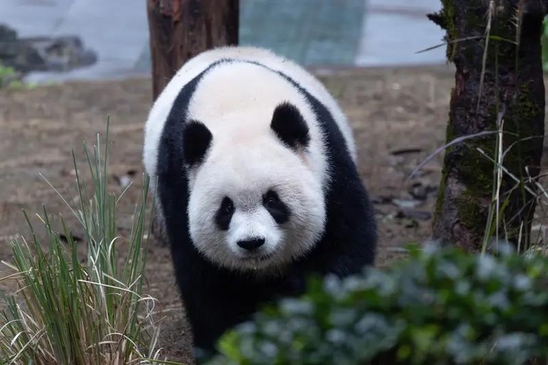 李在明希望再次租借大熊猫你怎么看