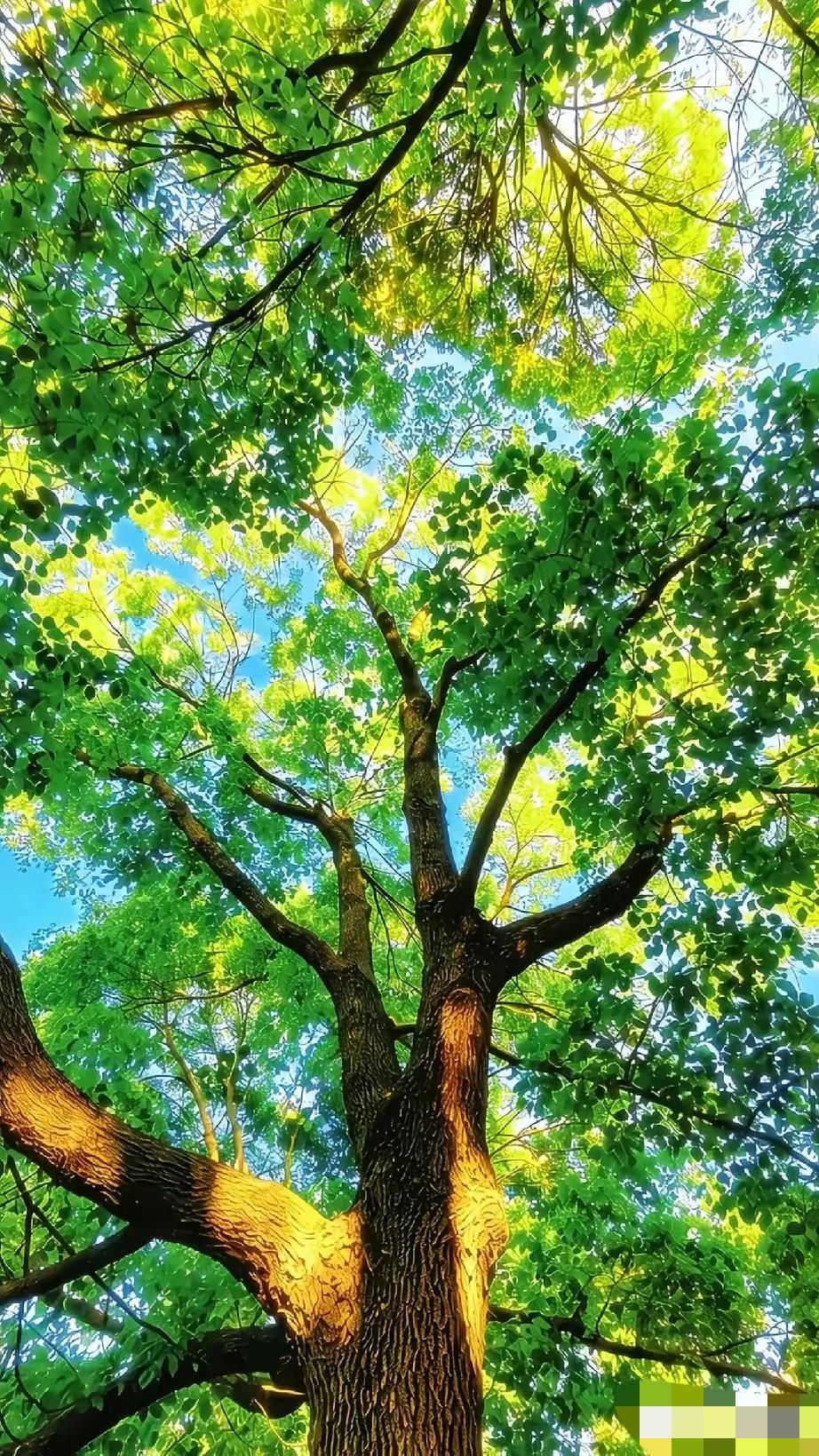 今天才发现，
减肥最重要的不是减肚子，
而是最影响气质的背部，
老话常说背薄一寸