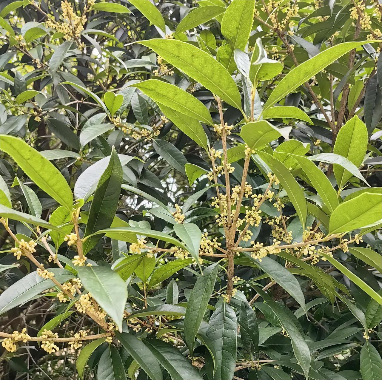 桂花飘香