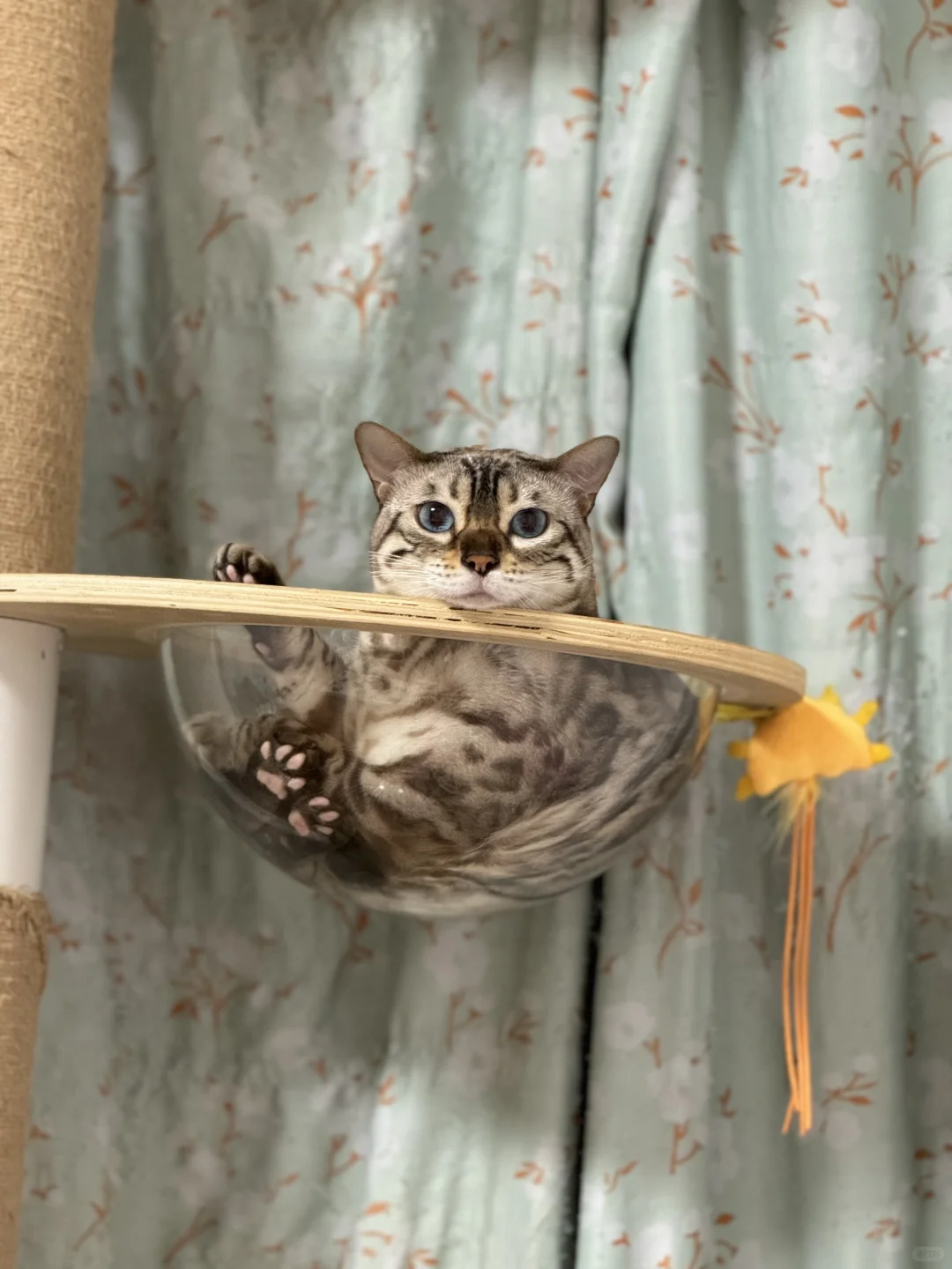 一看就是美女猫