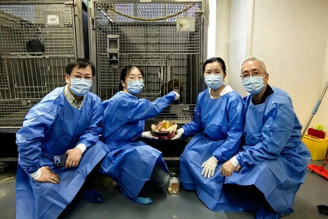 猪肾移植给猴存活超620天刷新纪录 从肾脏发黑、手术台上就排斥，到存活超过620