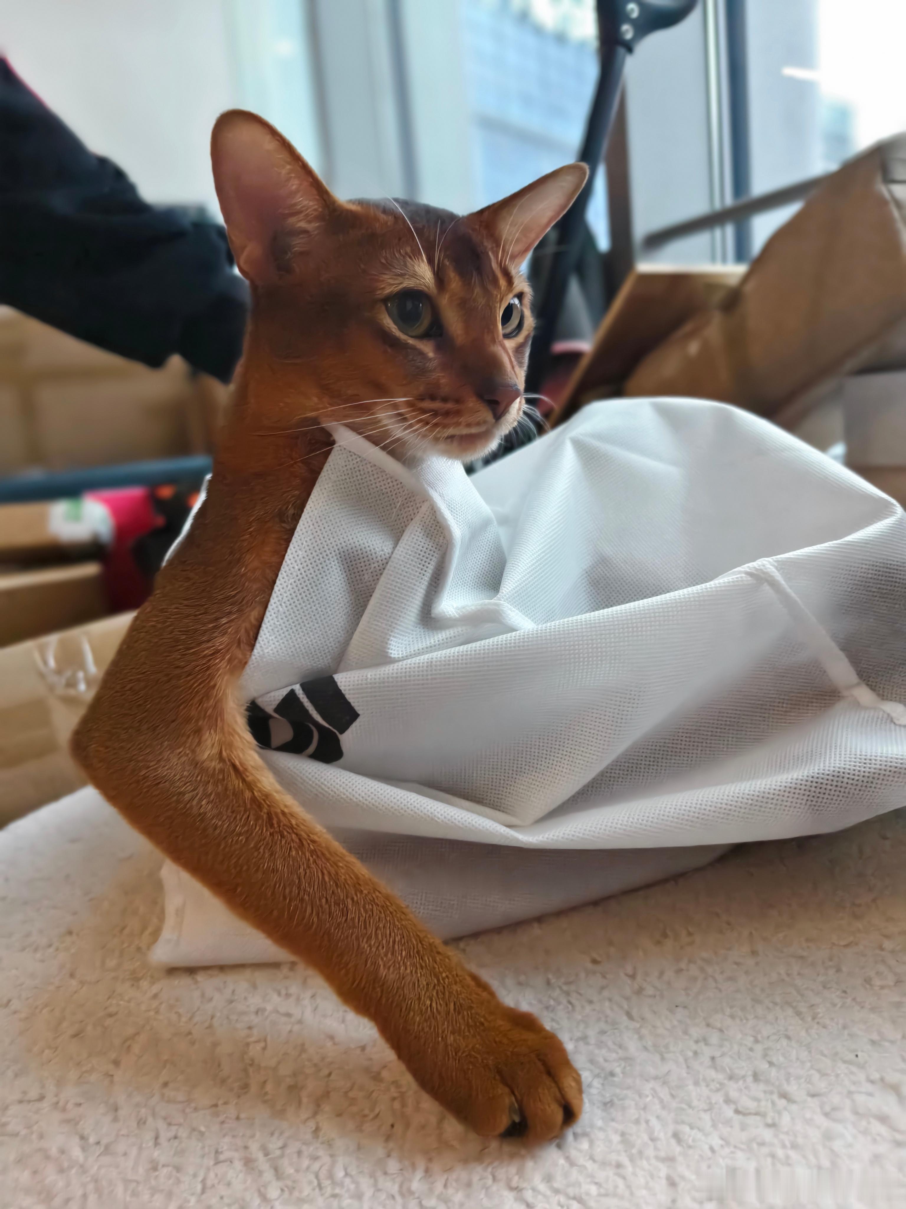 和世界名画有异曲同工之妙[喵喵] ​​​