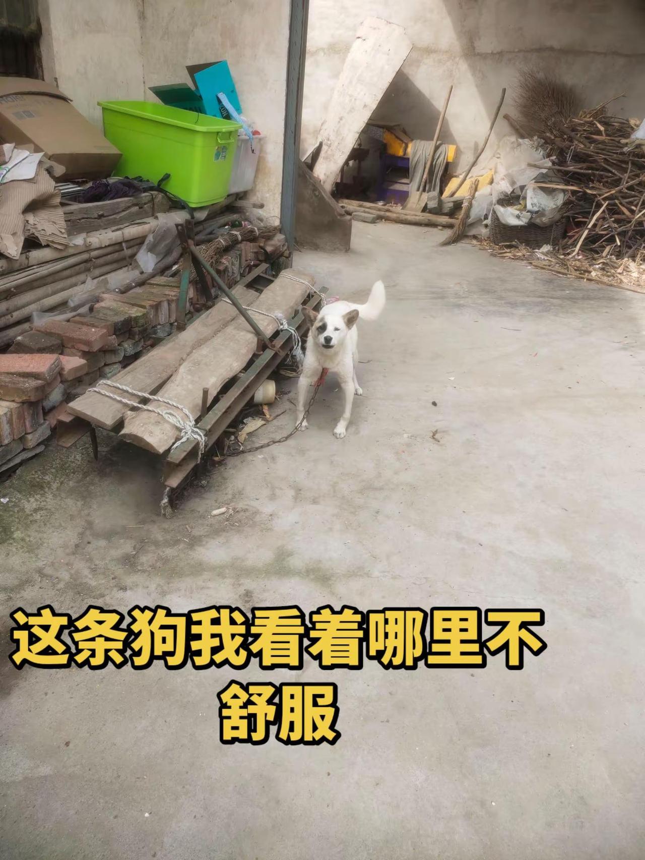 这条狗我看着哪里不舒服。这条狗有意思土狗 黑白狗 哈士奇