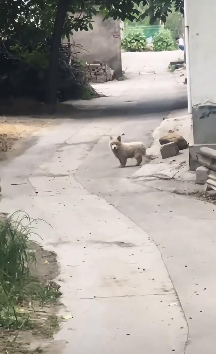 怎么办？我过不去。
