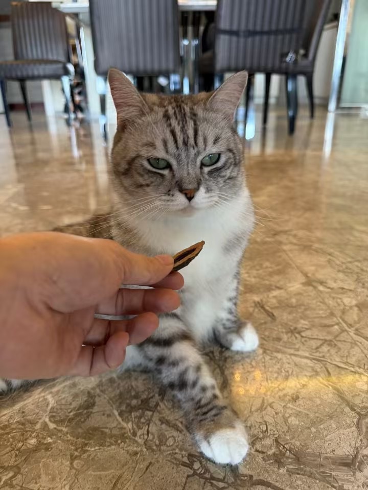 爸妈养的猫爱吃槟郎。 