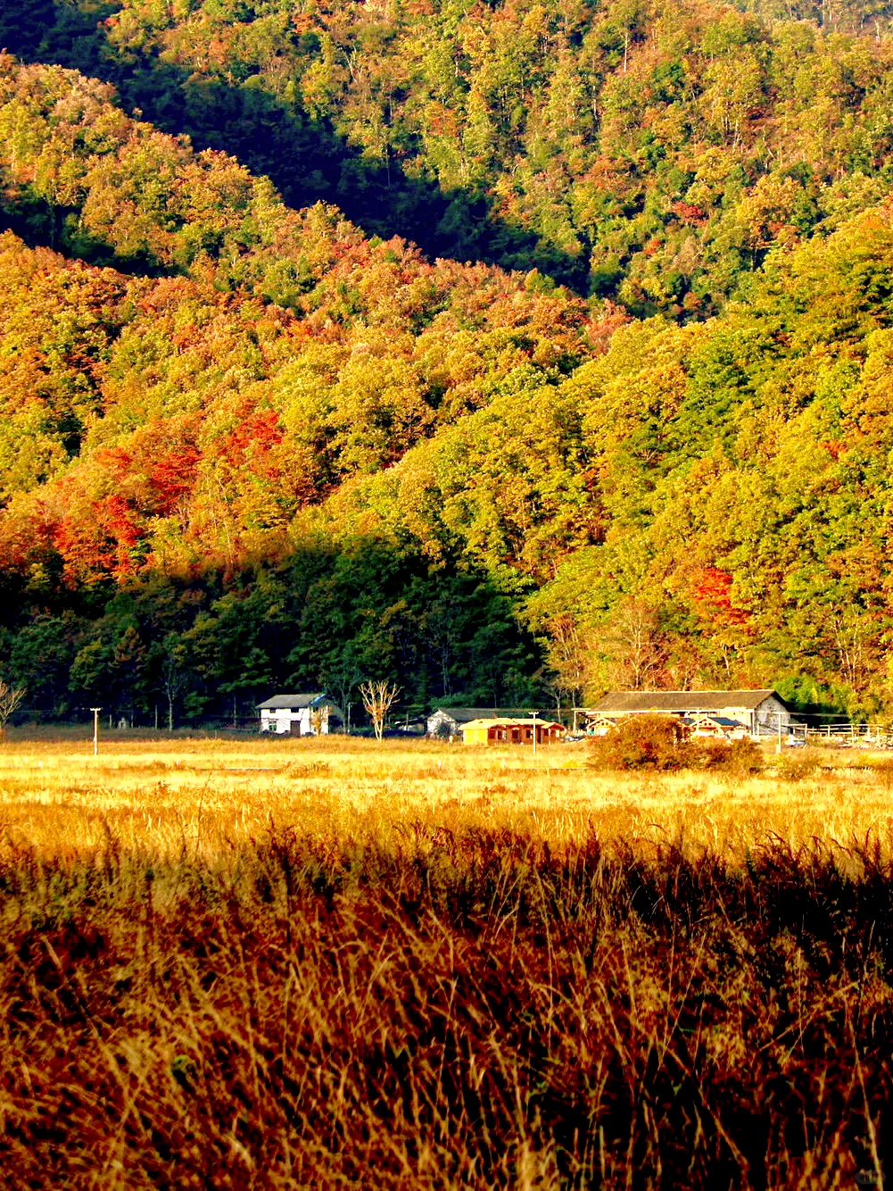 南方最早入秋的赏秋地🍂真被严重低估了❗