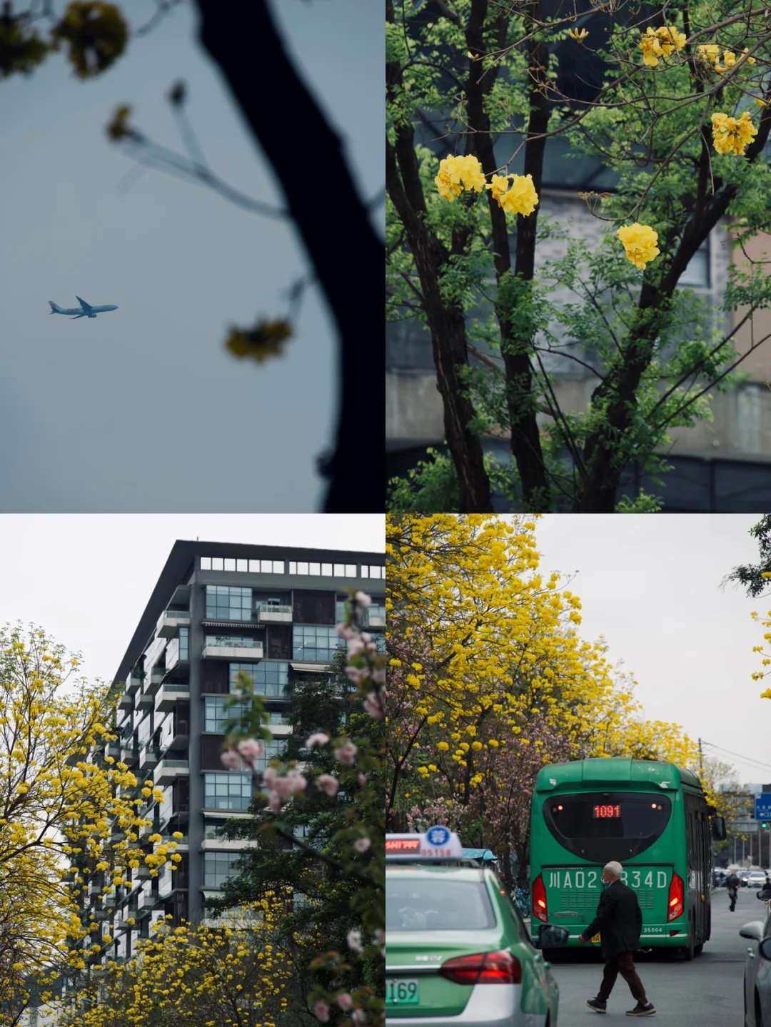 成都的黄花风铃木被春风吹醒了🌼