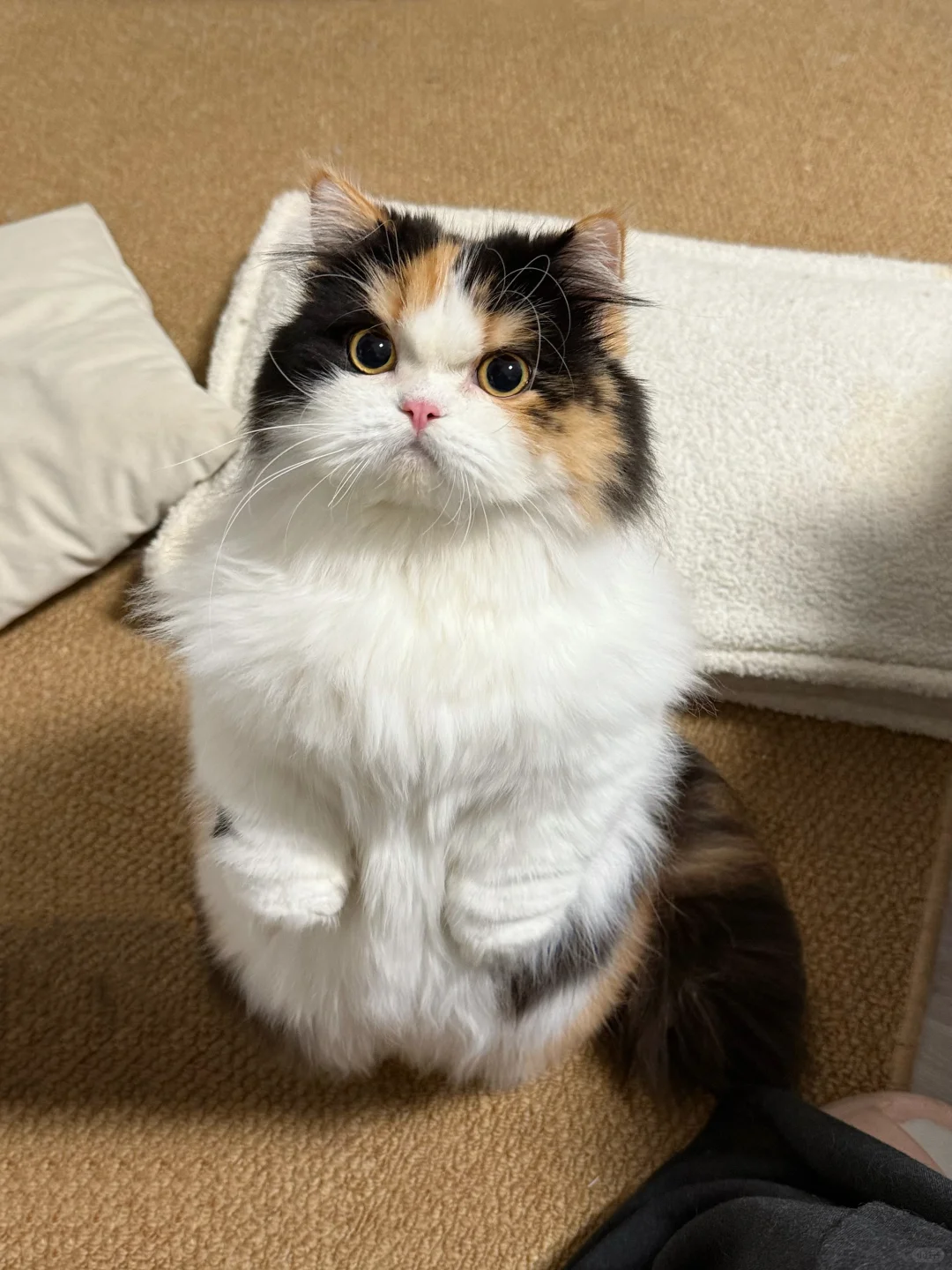 🐱：让我看看怎么个事儿？