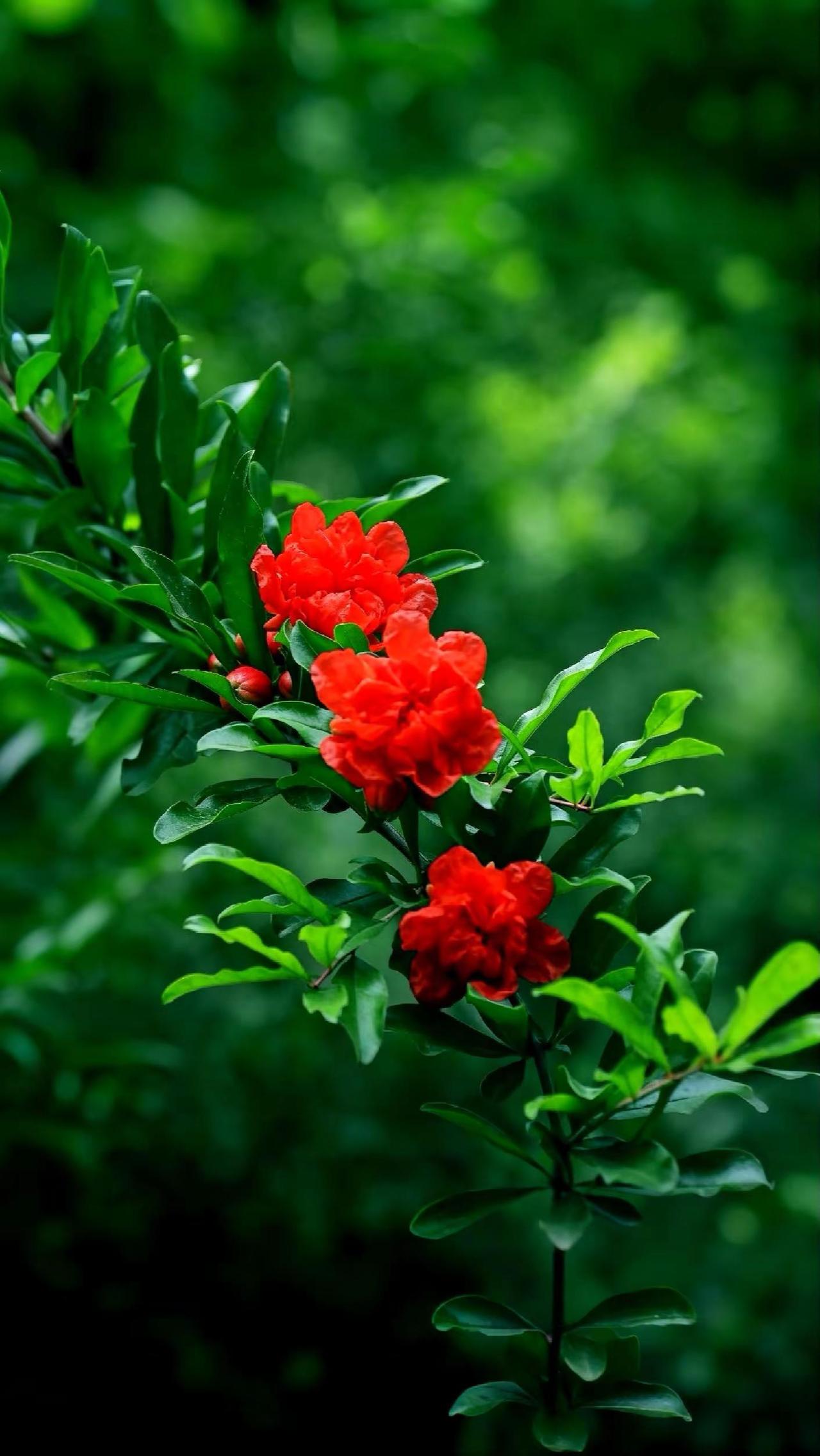 榴花似火。石榴花 碧绿枝叶鲜红花