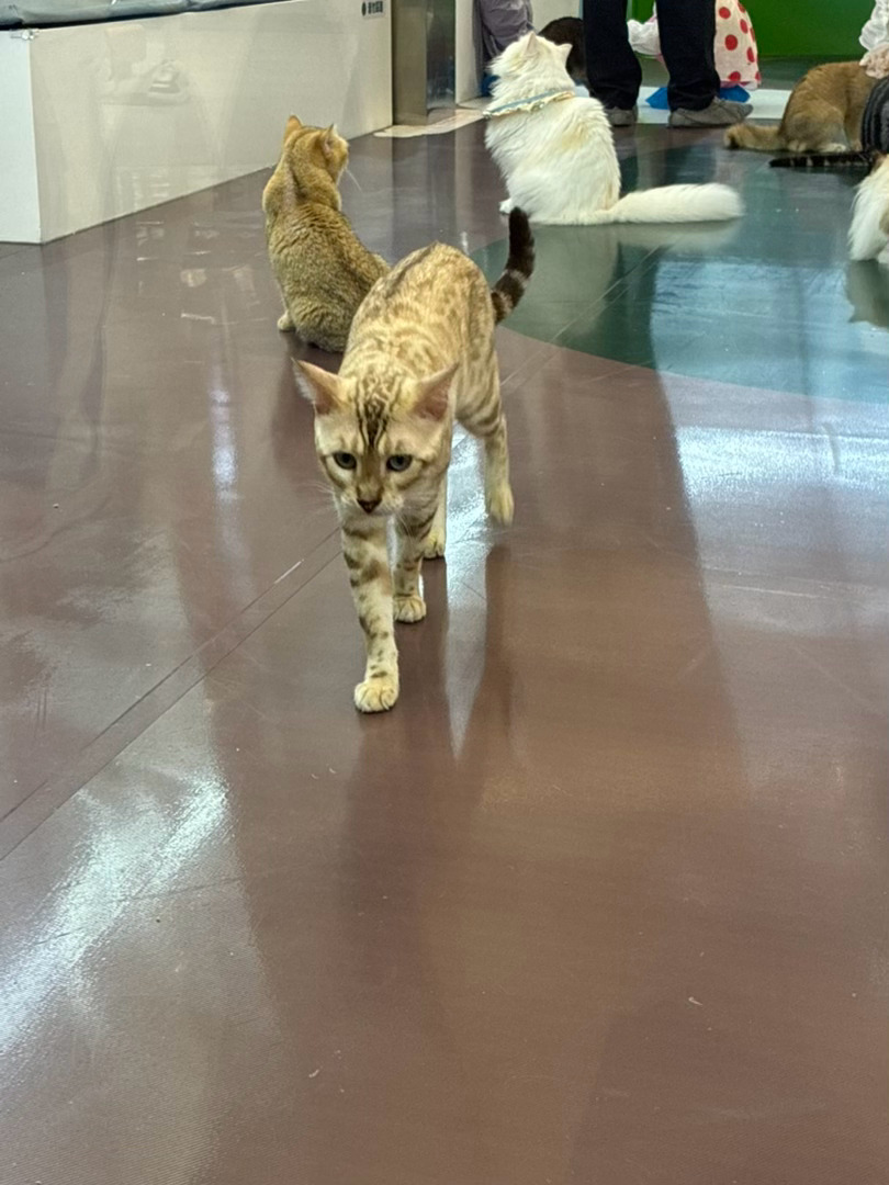 是猫猫啊