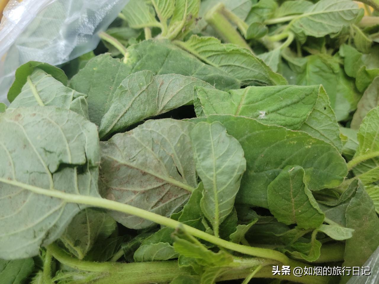 今天早晨去了一趟早市，本来小妹给我带回好几大包新鲜菜，我只想买一把小葱，结果还是