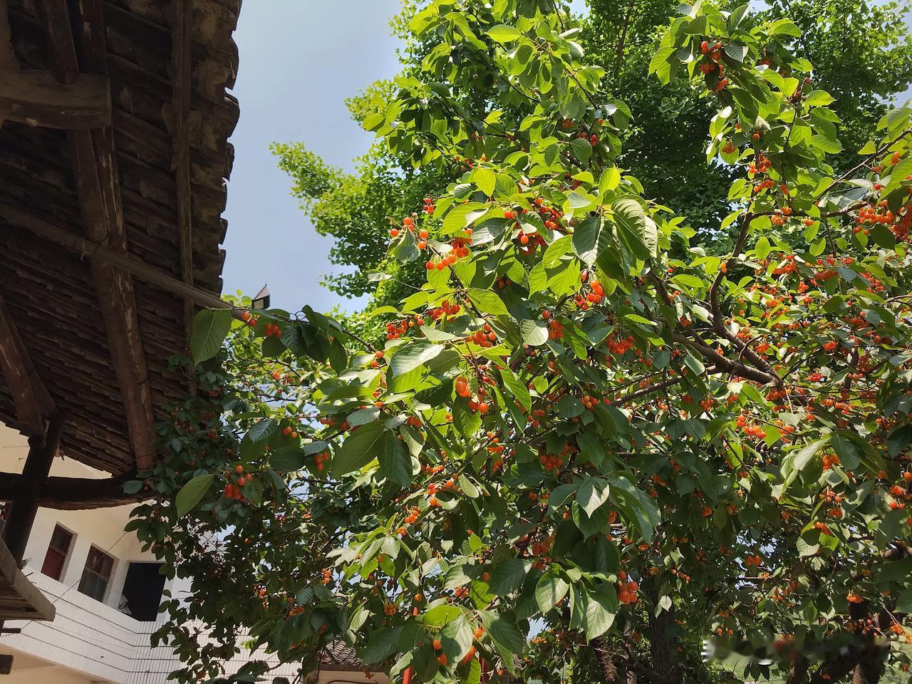 樱桃  农村新鲜现摘的野生小樱桃🍒，又红又甜！自驾路过的人纷纷购买，今年价格较