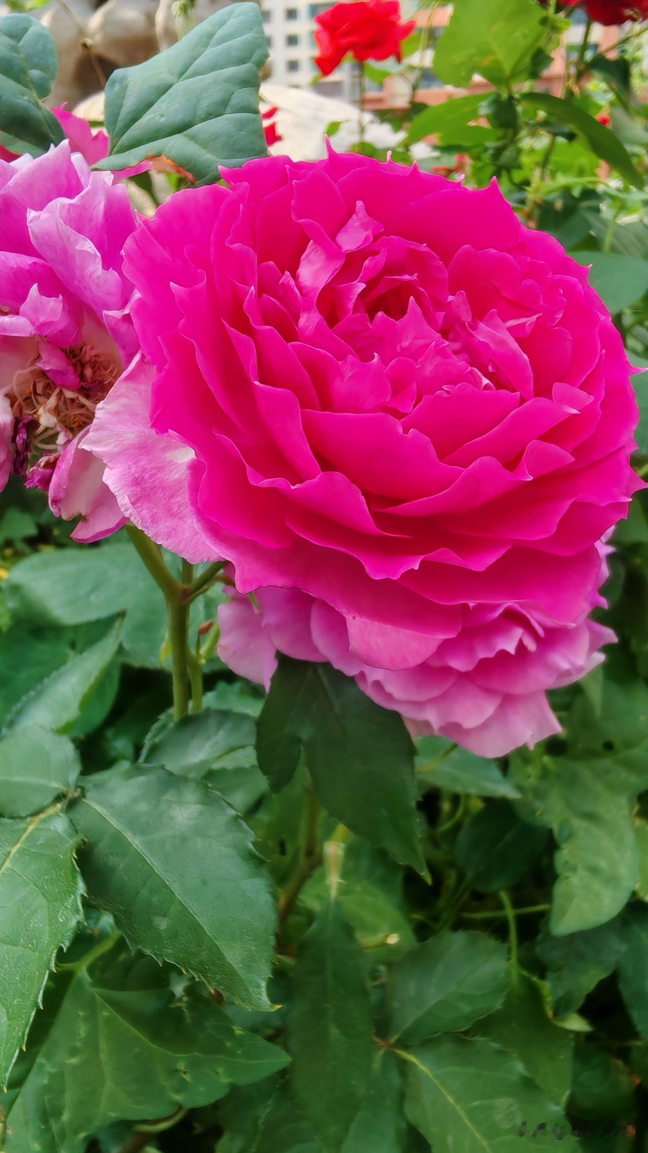 见者好运花开富贵