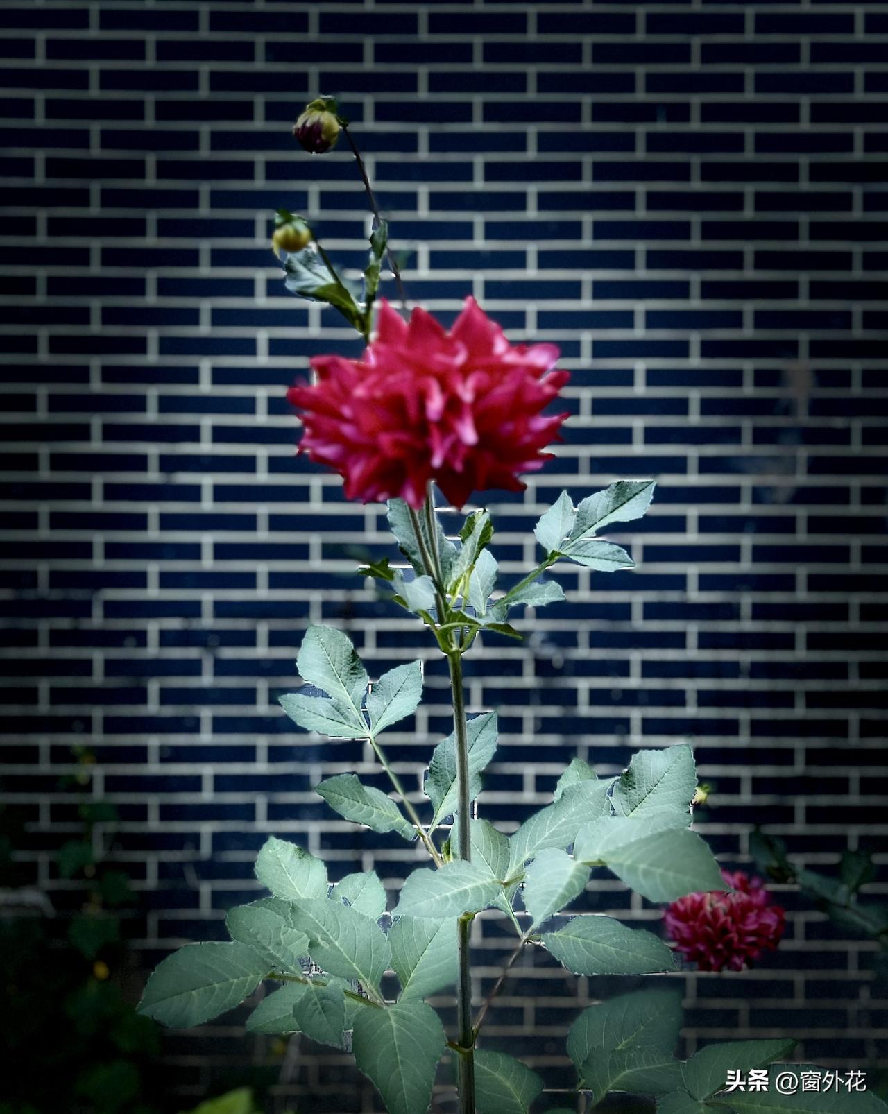 又大又红，色泽鲜艳，这究竟是什么花呢？今早散步时，我在路边邂逅了它。可惜我并不认