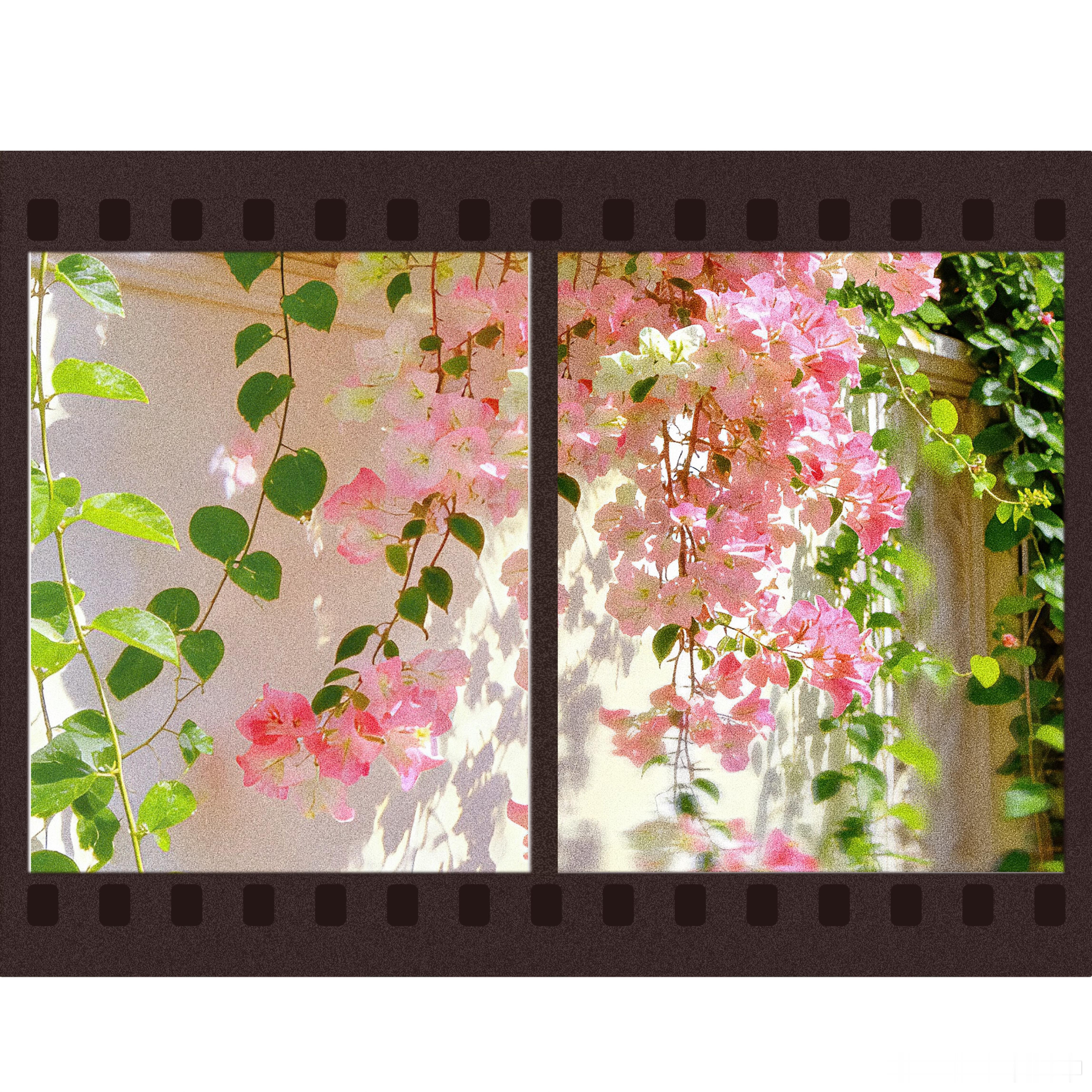 早晨！又上“阳光明媚”的一天🌞院子的三角梅越发惊艳了😏 