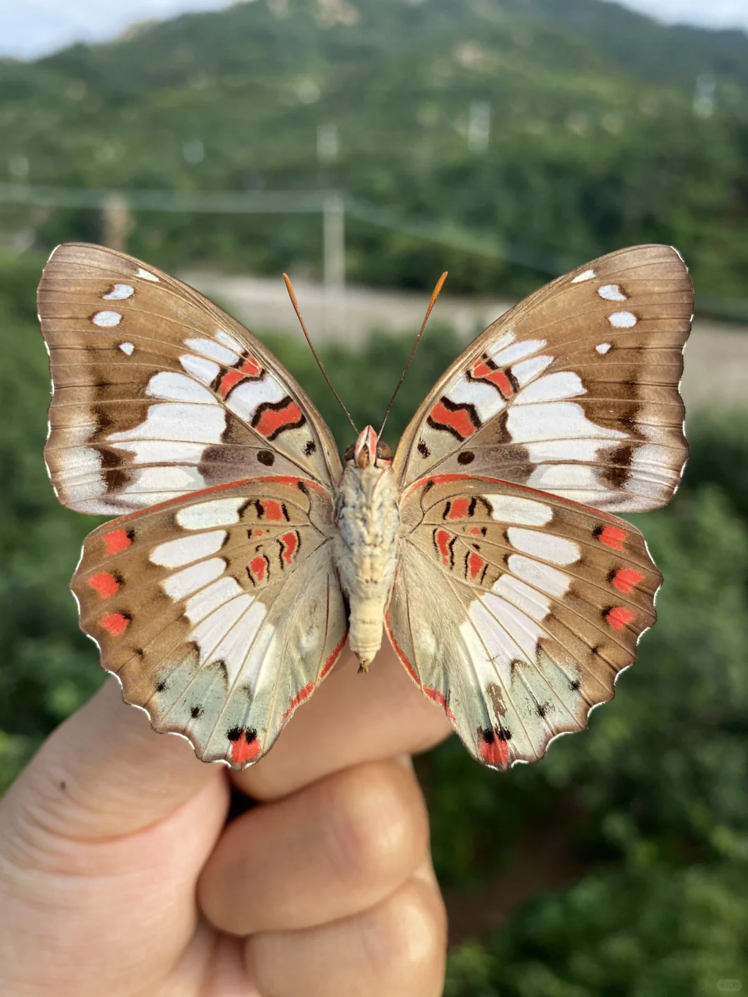 一只嘉丽翠蛱蝶的雌蝶 正反两面都好美呀