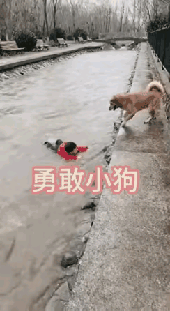 太惊险了！孩子独自跑到河边玩耍失足落水，危急时刻，竟是家里的小黄狗冲下水救了孩子