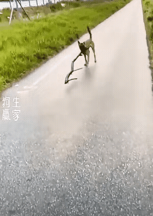 狗子:两驱能搞定的事，就绝对不会用四驱[大金牙]