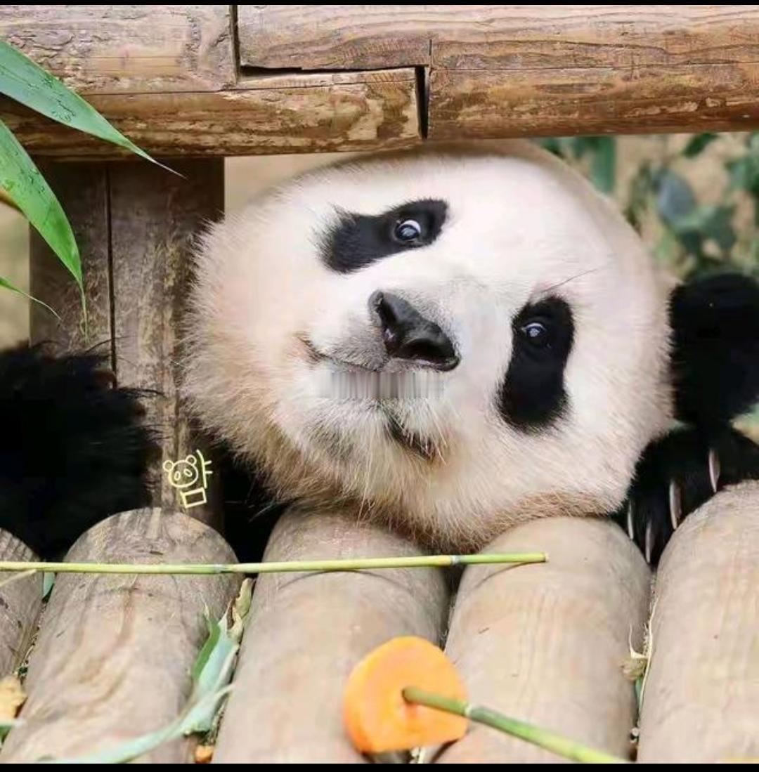 韩国财阀家的的小公主福宝🐼 ​​​