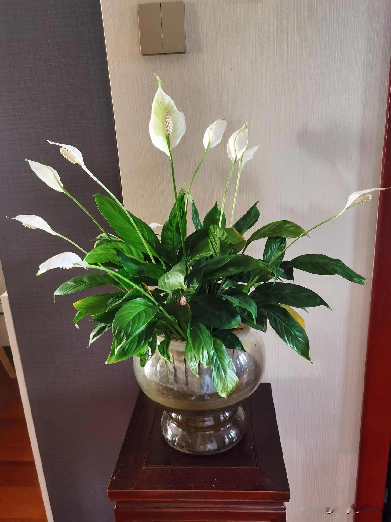 随手拍自家的盆栽植物三九严寒之际，家中的白掌竟开得格外繁盛！油亮的叶片宛如镜面，