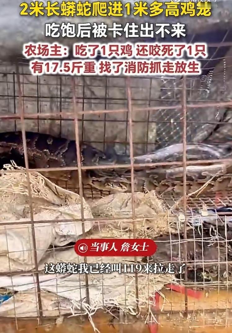 福建漳州，一条2米长的蟒蛇，盯上了农户家的鸡笼。它爬进1米多高的笼子，吞下一只鸡