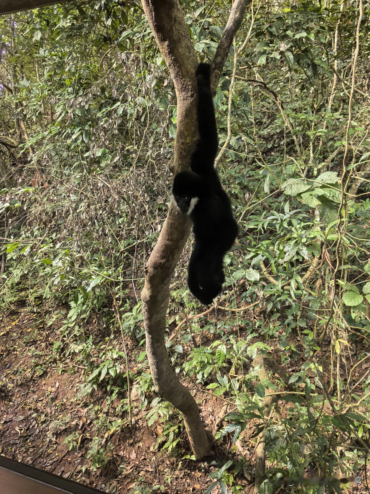 野生大象没见到，倒是遇到了野生长臂猿，也算是无心插柳柳成荫了。[偷笑][偷笑][
