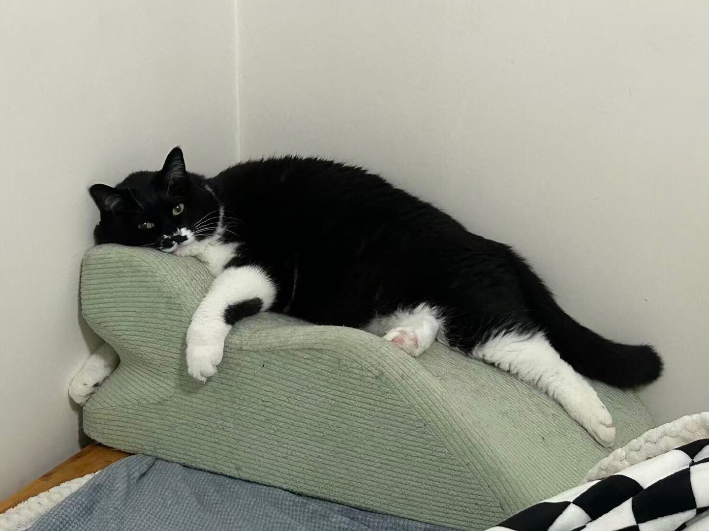 抛开智商不谈，我的睡商也是特别高的吧！daily奶牛猫 （投稿：） 