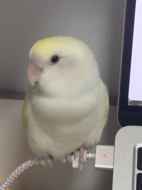 为充电线花生！