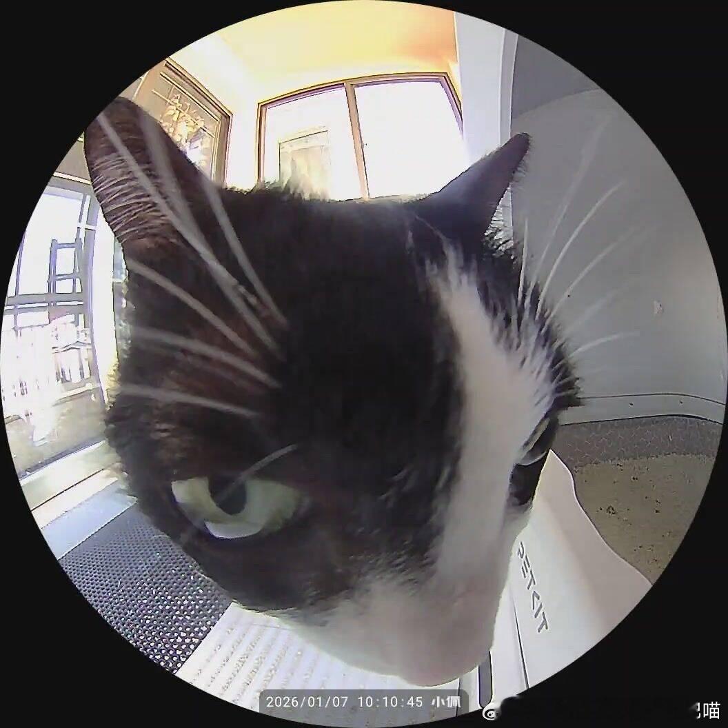 49785【丑猫】来自某天自动猫砂盆的抓拍，有种他在猫眼注视你的美 