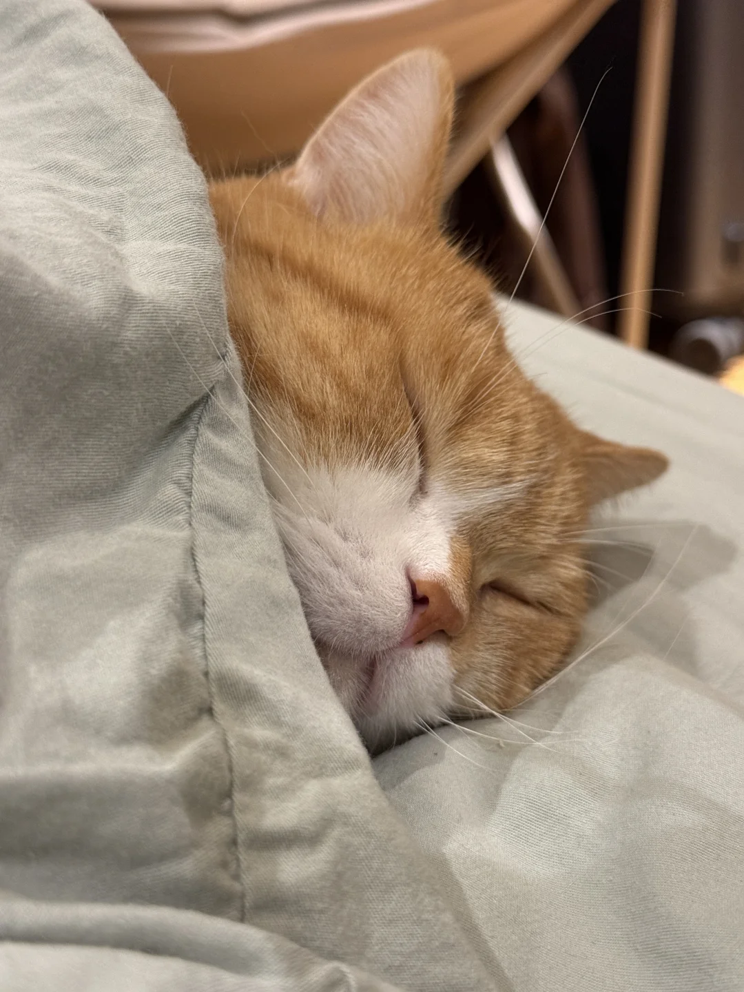 别叫我起床💤