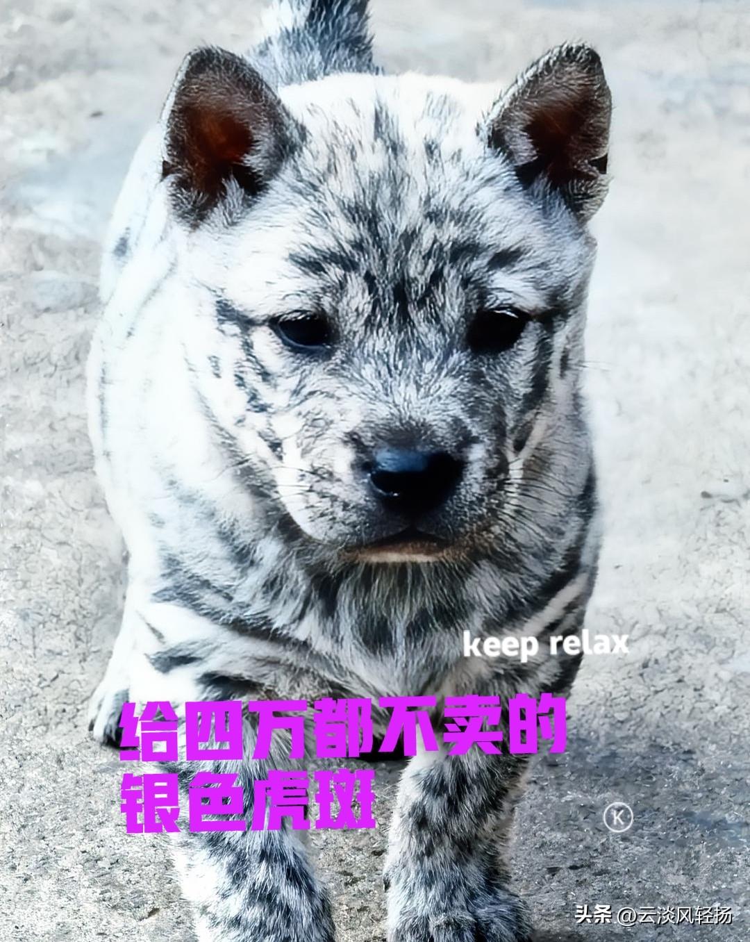 男子在钓鱼的途中，无意中发现农户家里，有一只银色的小虎斑犬。男子十分喜欢，想要买