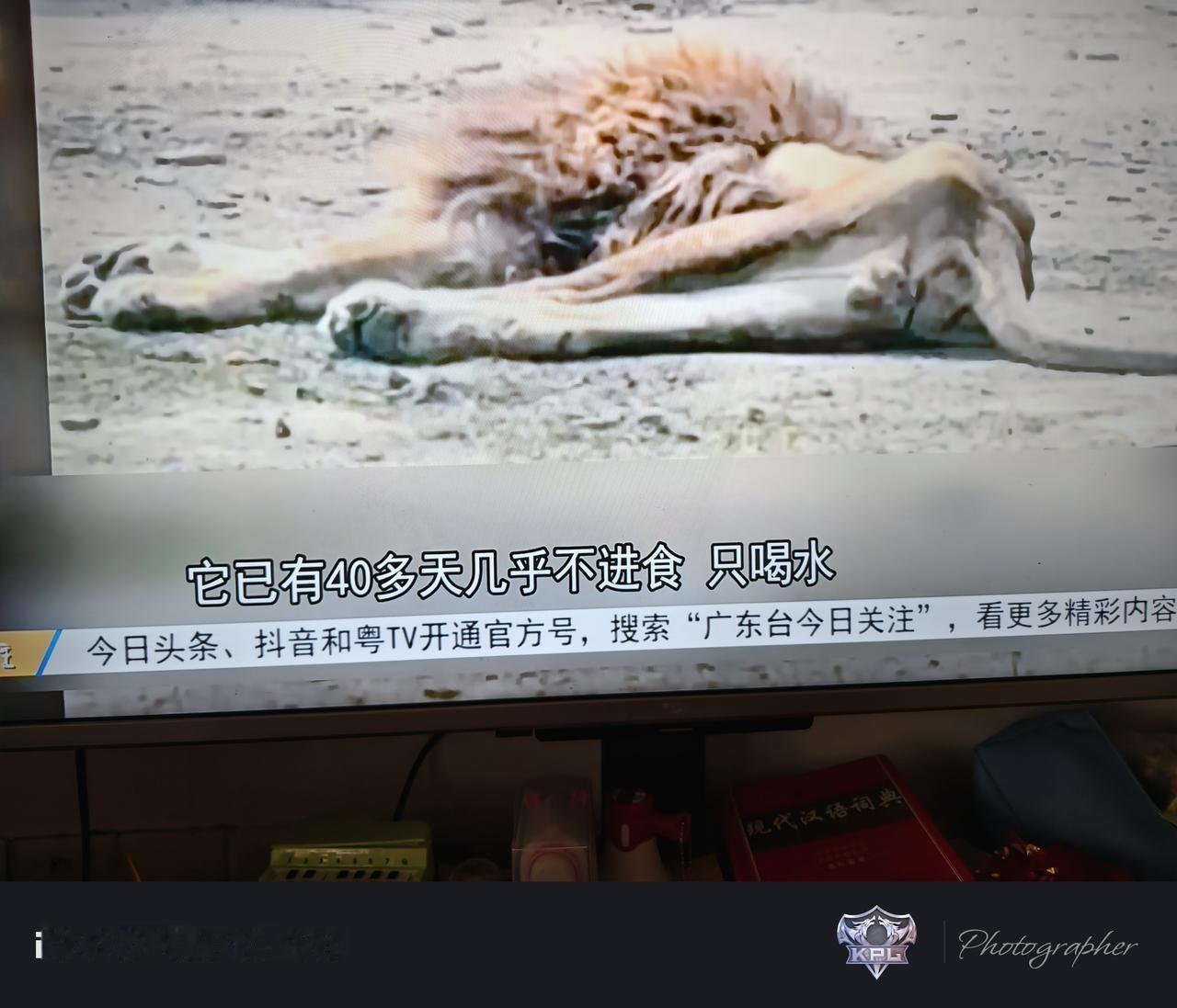 原来不是只有人才有感情，这个动物园里的曾经瘦得纸片的狮子，是因为配偶去世了，有四