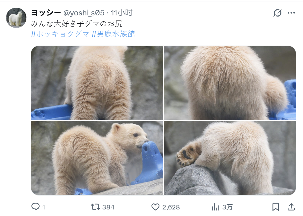 北极熊崽的PP是好文明！！！