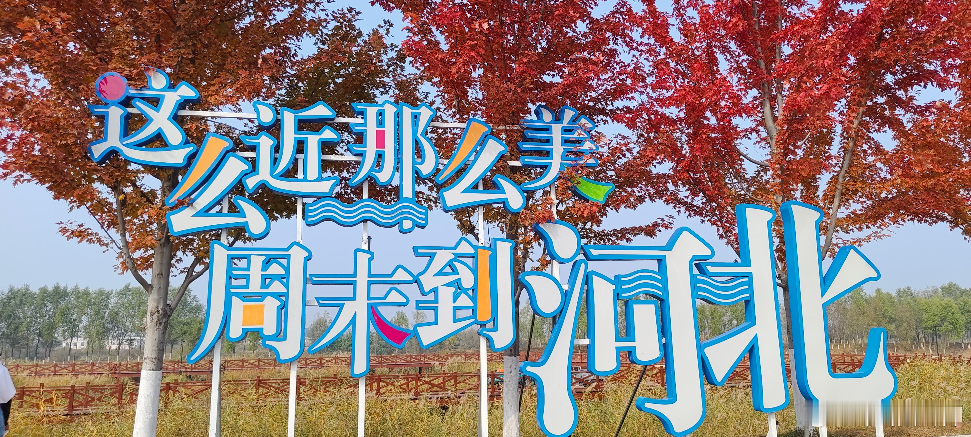 这是宁海大道一年中最美的时候吧。当枫叶把天际晕成暖橙，粉黛草便铺好了浪漫的绒毯。