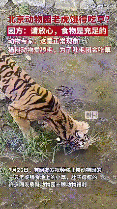 解释不清了！北京动物园，有游客发现老虎肚子看着瘪瘪的，毛色也不太光亮。居然还在草