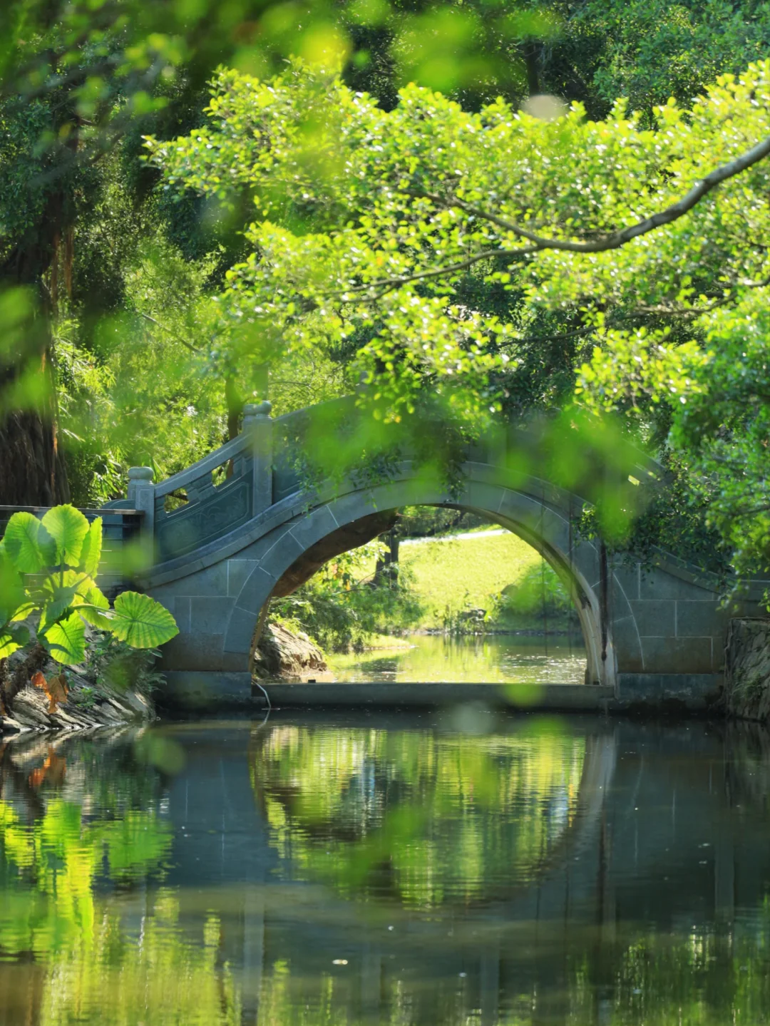 深圳小江南🌳人类为何如此迷恋绿色