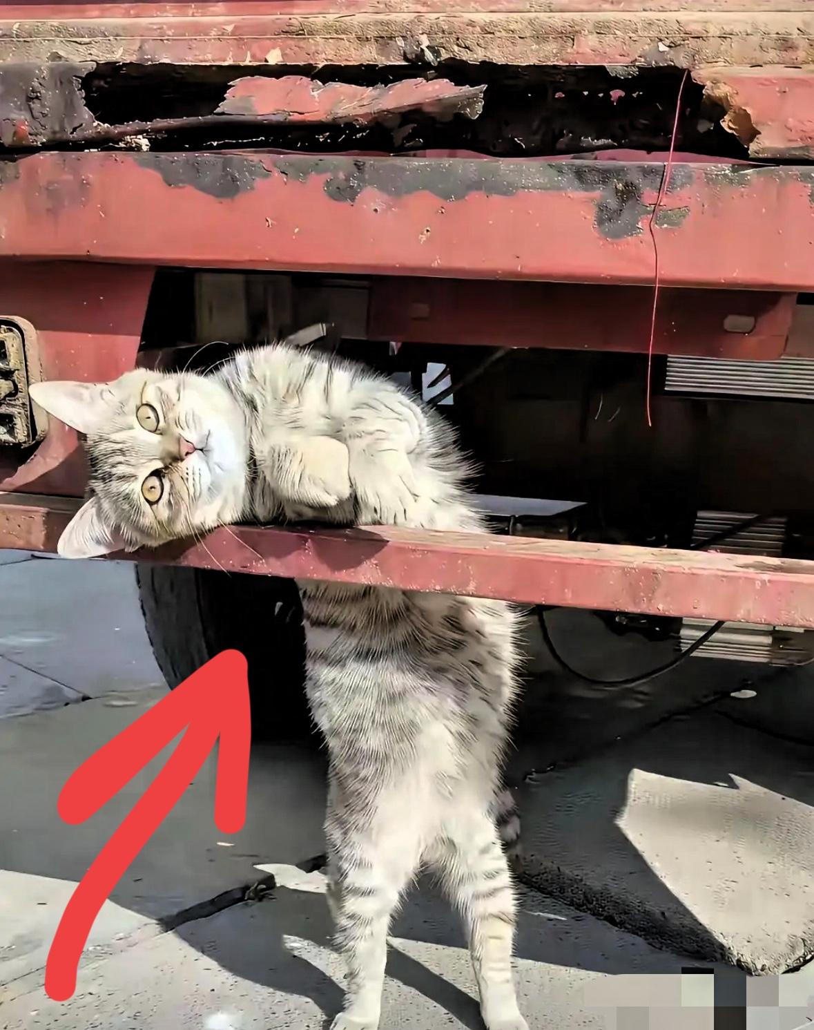 武汉货运司机陈磊，在服务区顺手给了流浪猫半个鸡腿，结果被这小东西硬生生跟了三百多