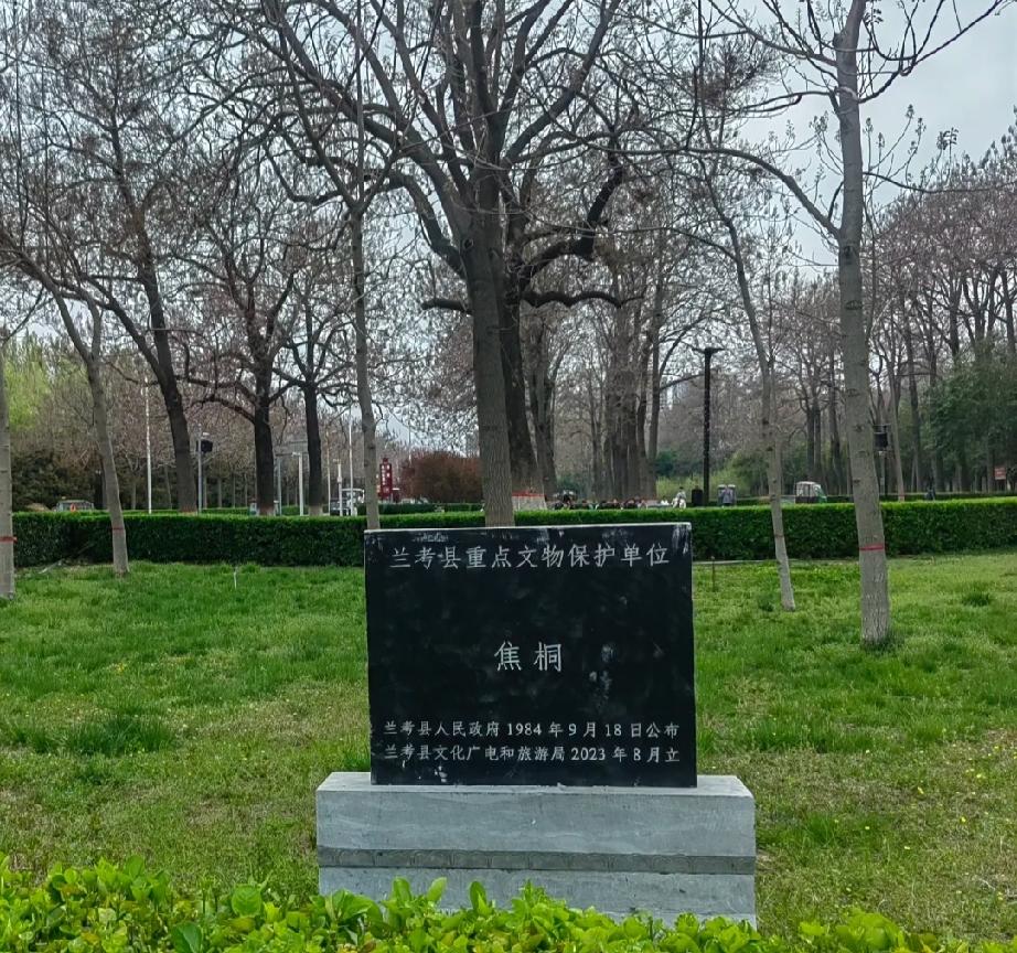 焦桐