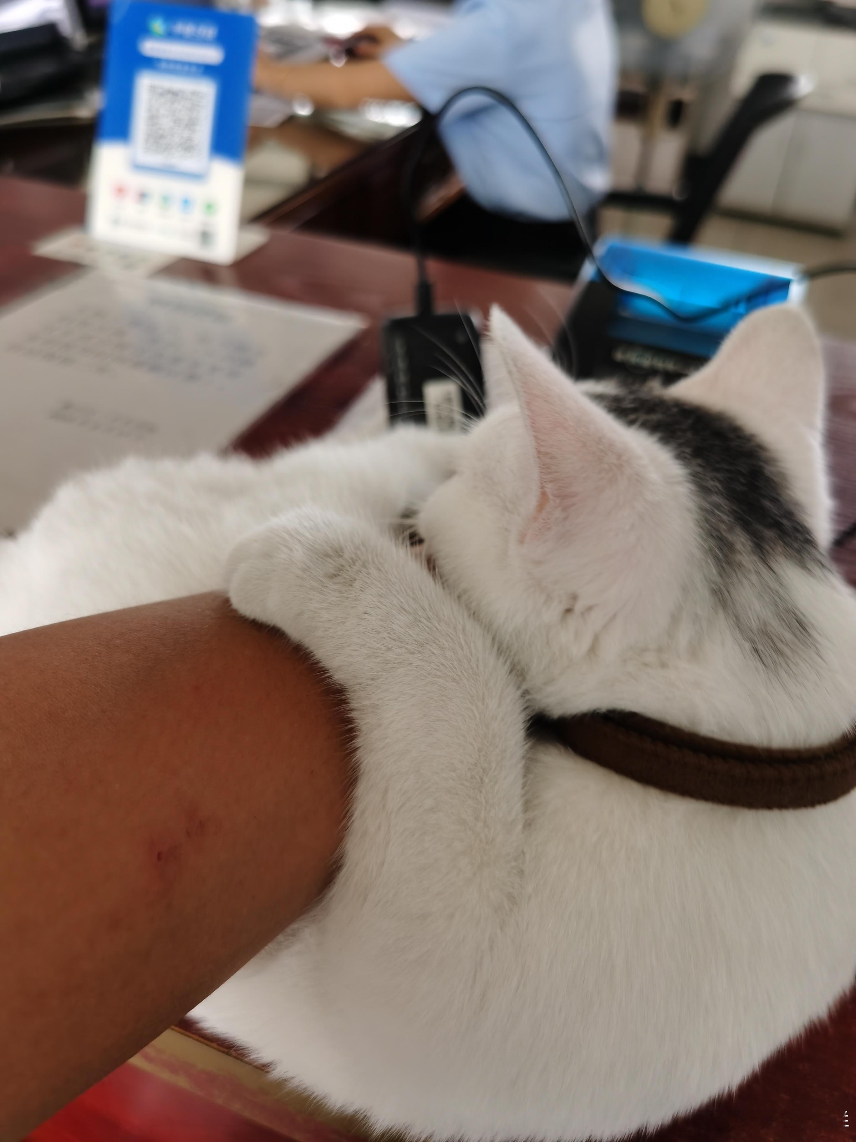 二手车交易市场里的“招财猫” 